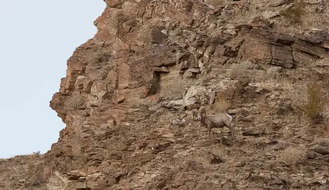 A bighorn sheep stands on a rocky hillside.