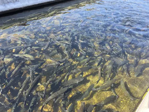 A large group of fish swims together in shallow water.