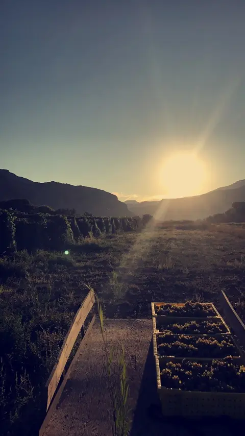 A cart of harvested grapes sits in a field at sunrise with mountains in the background.