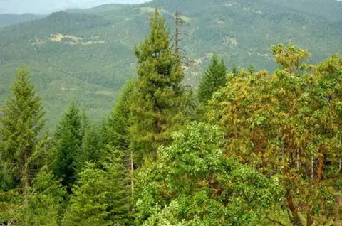 A view of a densely forested mountain landscape.
