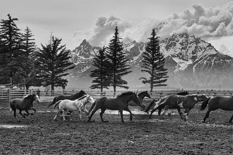 A black and white photograph of horses running in an enclosure with mountains in the background.