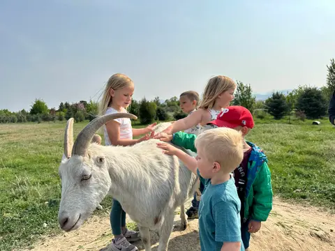 Several children pet a large white goat outdoors in a grassy area.