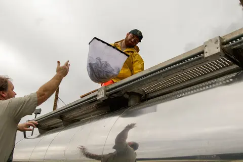 Salmon release work, Feather River Fish Hatchery.