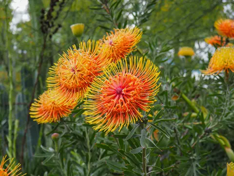 A close-up photograph shows bright orange and yellow pincushion flowers blooming on green bushes.