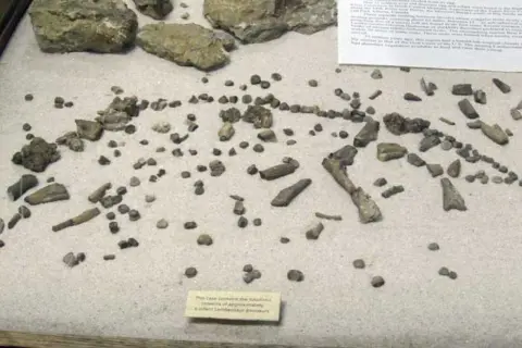 A display case containing fossilized dinosaur bones on a sandy surface.