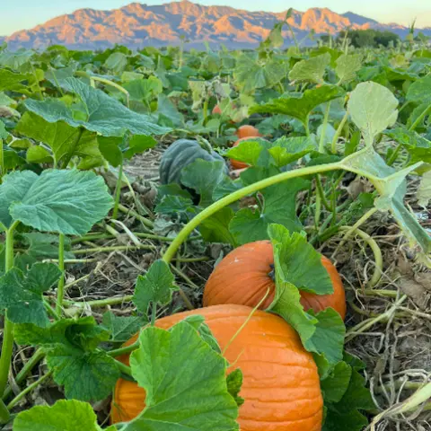A pumpkin patch with mountains in the background.