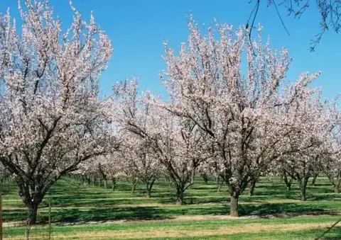 An orchard of blossoming trees under a clear blue sky.