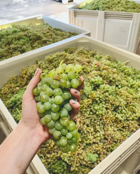 A hand holds a bunch of green grapes in front of large bins filled with harvested grapes.