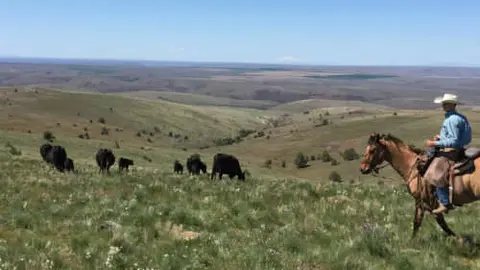 A cowboy on a horse herds cattle across a grassy hill landscape.