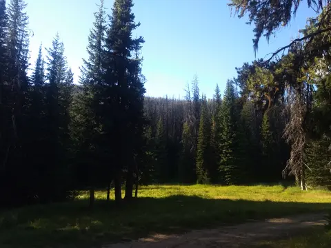 A sunny grassy clearing surrounded by dense pine trees.