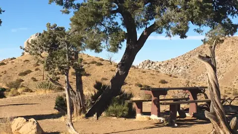 A picnic table sits in a dry, hilly landscape under a large tree.