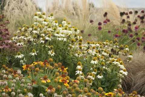 A garden filled with blooming coneflowers and other wildflowers.