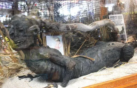 A taxidermied creature combining a human-like upper body and an alligator lower body is on display.