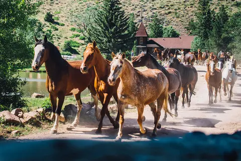 A herd of horses runs along a dirt path near a pond and buildings.