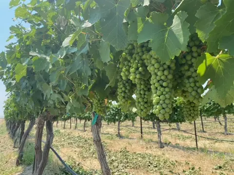 Vineyard grapes, Cold Springs Winery.