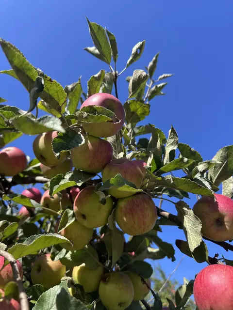A tree branch laden with ripe apples against a clear blue sky.