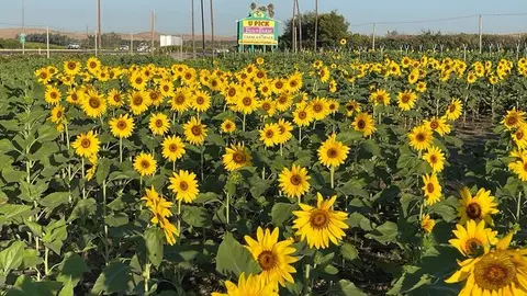 A field of blooming yellow sunflowers with a farm sign in the distance.