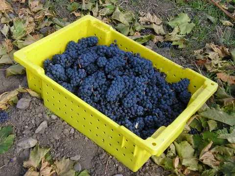 A yellow crate filled with freshly harvested dark grapes rests on the ground.