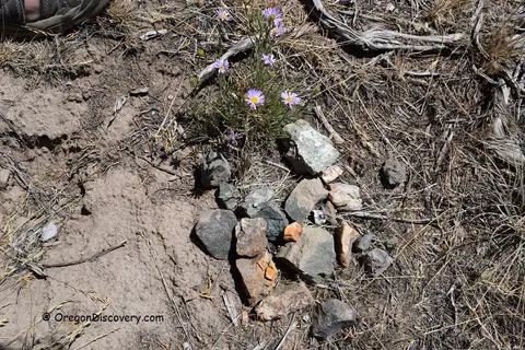 A small cluster of purple wildflowers growing among rocks and dry grass on the ground.