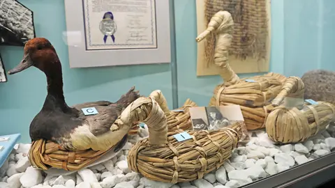 A museum display of several woven duck decoys and a taxidermy duck.