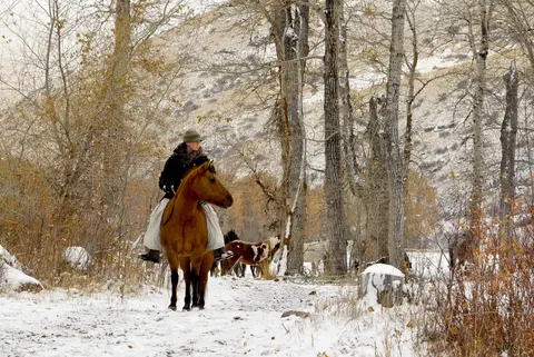 A person rides a brown horse on a snowy path among bare trees.