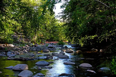 A shallow, rocky stream flows through a lush green forest.