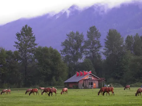 A herd of elk grazes in a field with a building and mountains in the background.