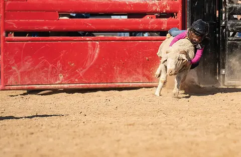 A child rides a sheep coming out of a chute in an arena.