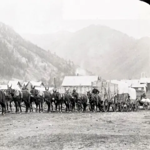 Black and white photo of a team of mules pulling wagons in a mountainous area.
