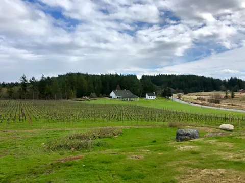 A vineyard in front of a white building under a cloudy sky.