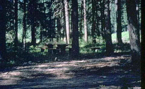 A picnic table sits in a dense forest among tall trees.