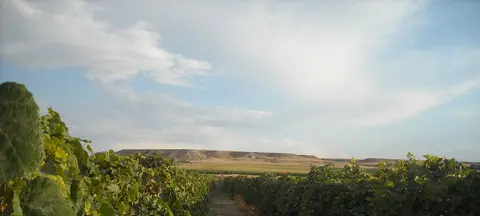 A vineyard path with rows of green grapevines under a cloudy sky.