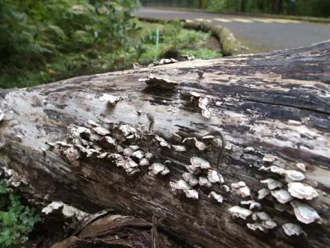 A small snake rests on a fallen log covered in shelf fungi.