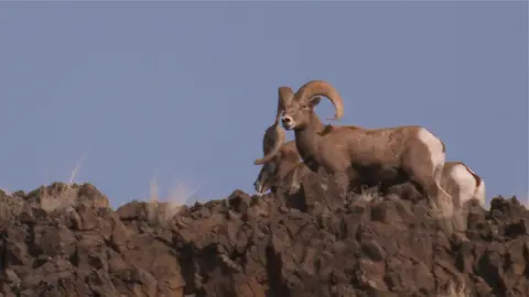 Bighorn sheep stand on a rocky ridge.