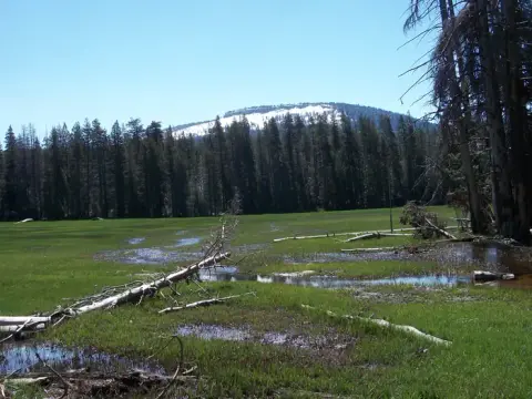 A grassy meadow with standing water and fallen logs under a clear blue sky.