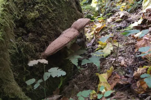 A shelf fungus grows on the side of a mossy tree trunk in a forest.