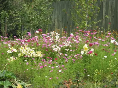 A garden filled with colorful wildflowers and tall green foliage in front of a wooden fence.