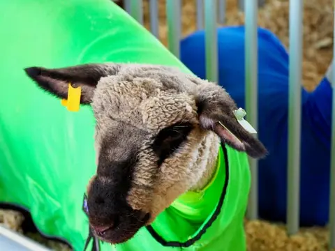 A sheep wearing a green blanket inside a pen.