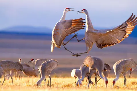 Two cranes with wings spread wide face each other in the air above a flock of cranes on the ground.
