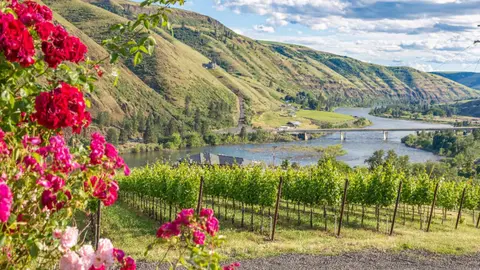 A scenic landscape showing a vineyard, river, bridge, and rolling hills with pink flowers in the foreground.