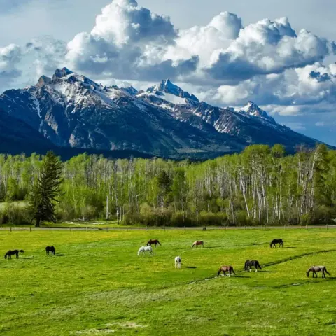 Horses graze in a green pasture before a line of trees and snow-capped mountains under a cloudy sky.