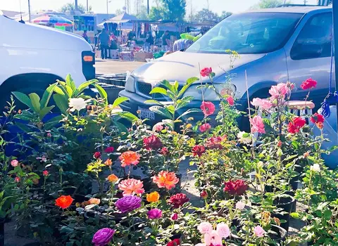 Potted roses and other plants displayed for sale outdoors with cars in the background.