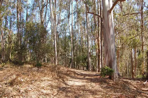 A dirt path winds through a dense grove of eucalyptus trees.
