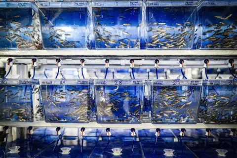 A rack of transparent tanks containing small fish in a hatchery.
