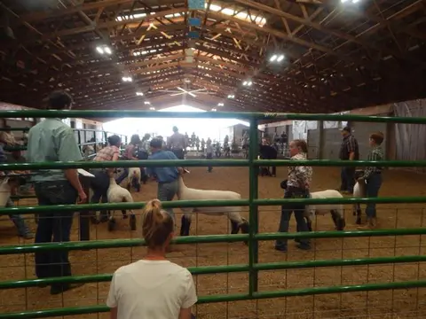 People with sheep inside a large wooden barn arena.