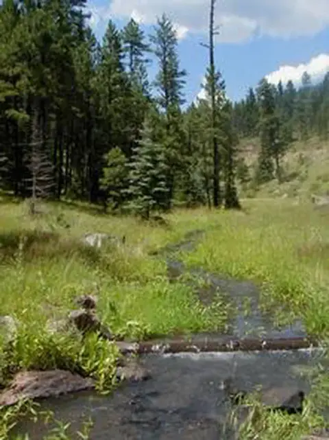 A small stream runs through a grassy meadow bordered by pine trees.