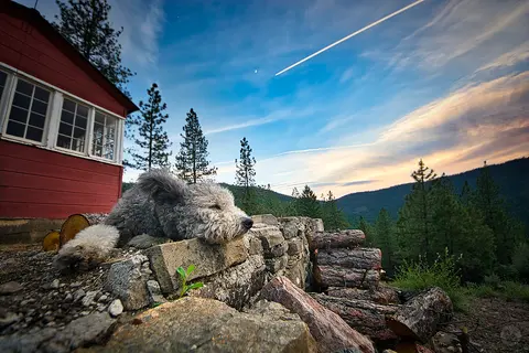 A fluffy dog resting on a stone wall next to a red cabin under a sunset sky.