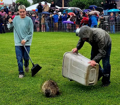 Two people herd a porcupine on the grass in front of a crowd.