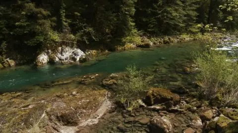 A clear river flows through a dense forest.