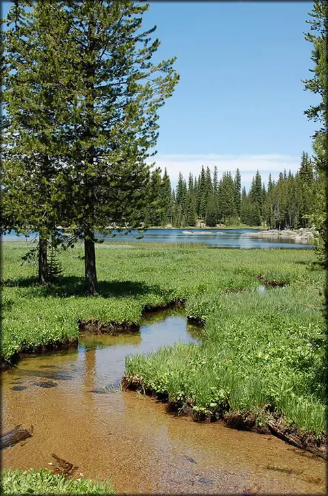 A small creek flowing through a green meadow toward a lake surrounded by pine trees.